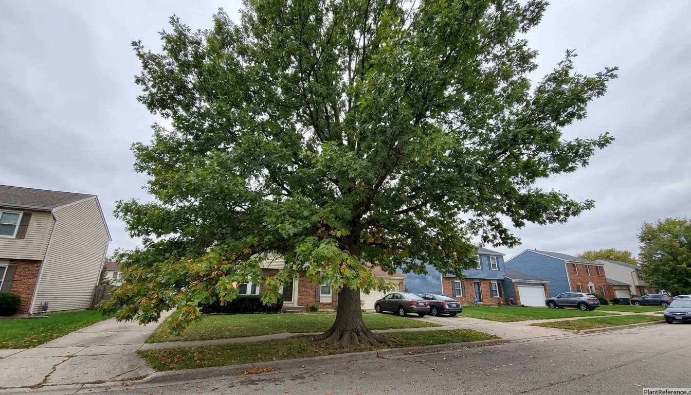 How Much Soil Do Urban Trees Actually Need? The Root Volume Guide
